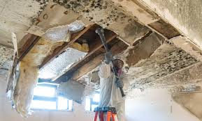 Best Emergency Mold Remediation  in Richmond, IL